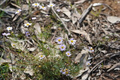 Brachyscome multifida