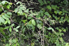 Rhus terebinthifolia