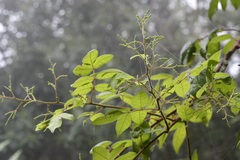 Rhus terebinthifolia