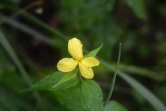 Haplophyton cimicidum