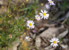 Brachyscome multifida