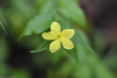 Haplophyton cimicidum