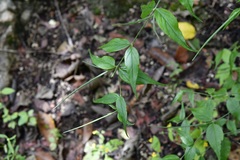 Haplophyton cimicidum