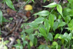 Haplophyton cimicidum