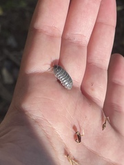 Armadillidium vulgare