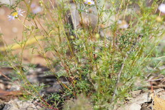 Brachyscome multifida