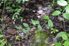 Haplophyton cimicidum