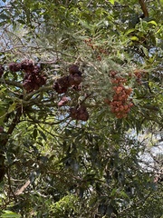 Acacia decurrens