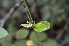 Metastelma schlechtendalii