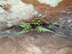 Asplenium pinnatifidum