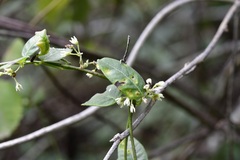 Metastelma schlechtendalii