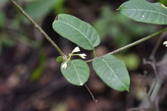 Metastelma schlechtendalii