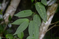 Ruehssia sumiderensis