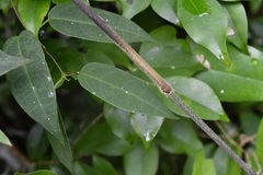 Ruehssia sumiderensis