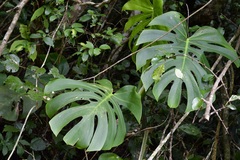 Monstera deliciosa