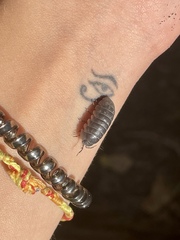 Armadillidium vulgare