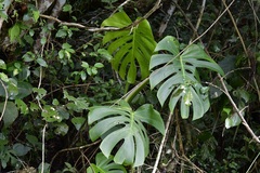 Monstera deliciosa