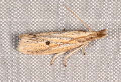 Coenochroa bipunctella