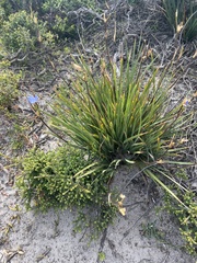 Orthrosanthus multiflorus