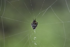 Verrucosa