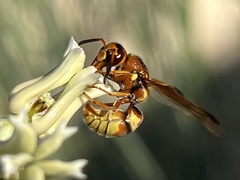 Euodynerus pratensis