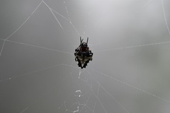 Verrucosa
