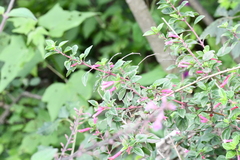 Fuchsia thymifolia