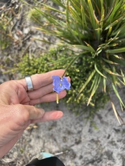 Orthrosanthus multiflorus