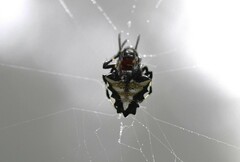 Verrucosa