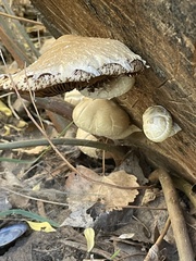 Hemipholiota populnea