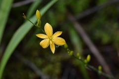 Echeandia breedlovei