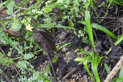 Echeandia breedlovei