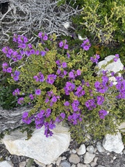 Euphrasia collina tetragona