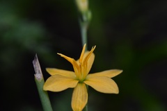 Echeandia breedlovei