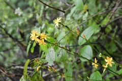 Echeandia breedlovei