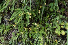 Echeandia breedlovei