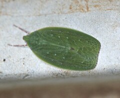 Anabunda murrayfletcheri