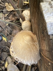Hemipholiota populnea