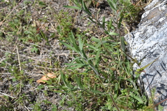 Polemoniaceae