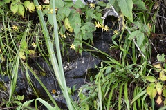 Echeandia breedlovei