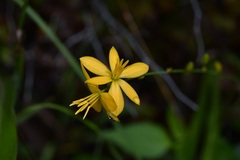 Echeandia breedlovei