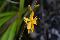 Echeandia breedlovei