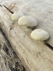 Hemipholiota populnea