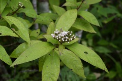 Chromolaena quercetorum