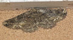 Paradromulia ambigua