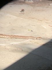 Crotalus ruber