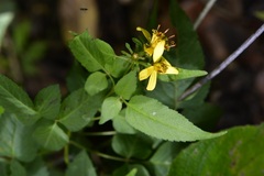 Bidens reptans