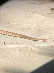 Crotalus ruber