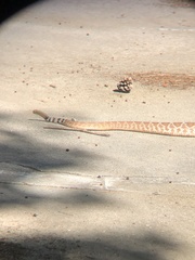 Crotalus ruber
