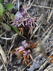 Aphyllon californicum